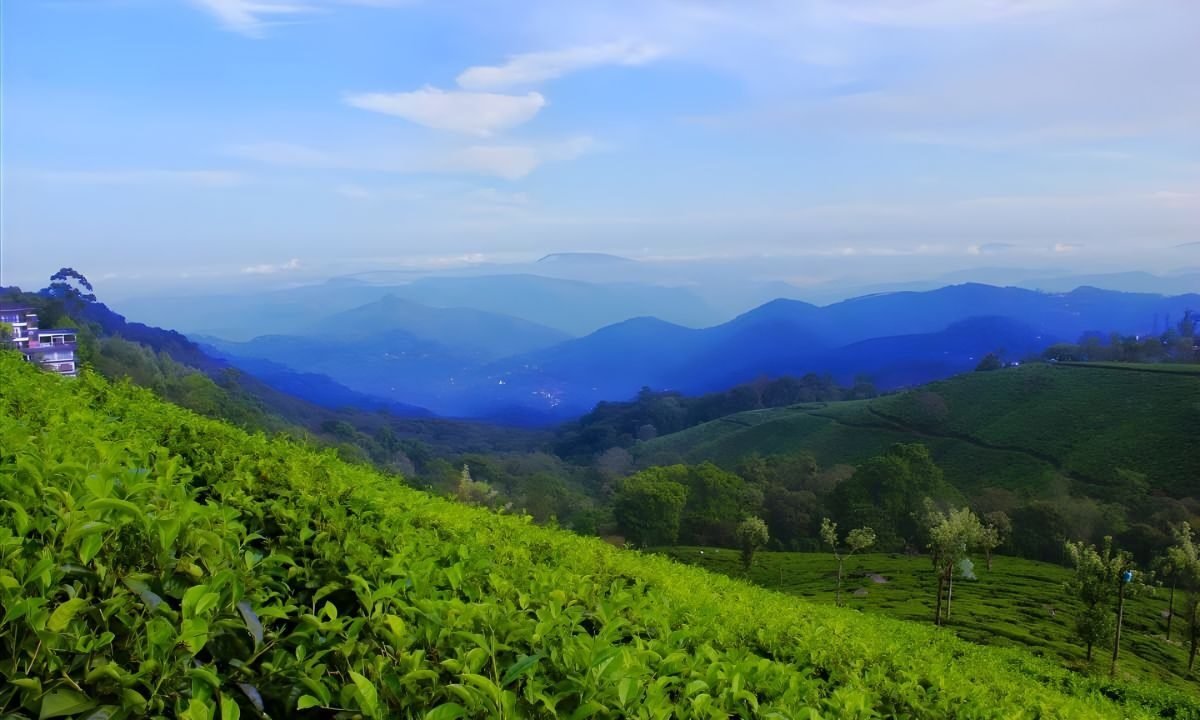 showcase spices such as cardamom, pepper, cinnamon, clove, and nutmeg 