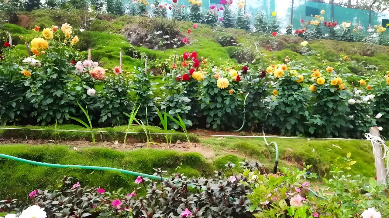 Colorful rose garden with blooming flowers and green terraces in Munnar, Kerala