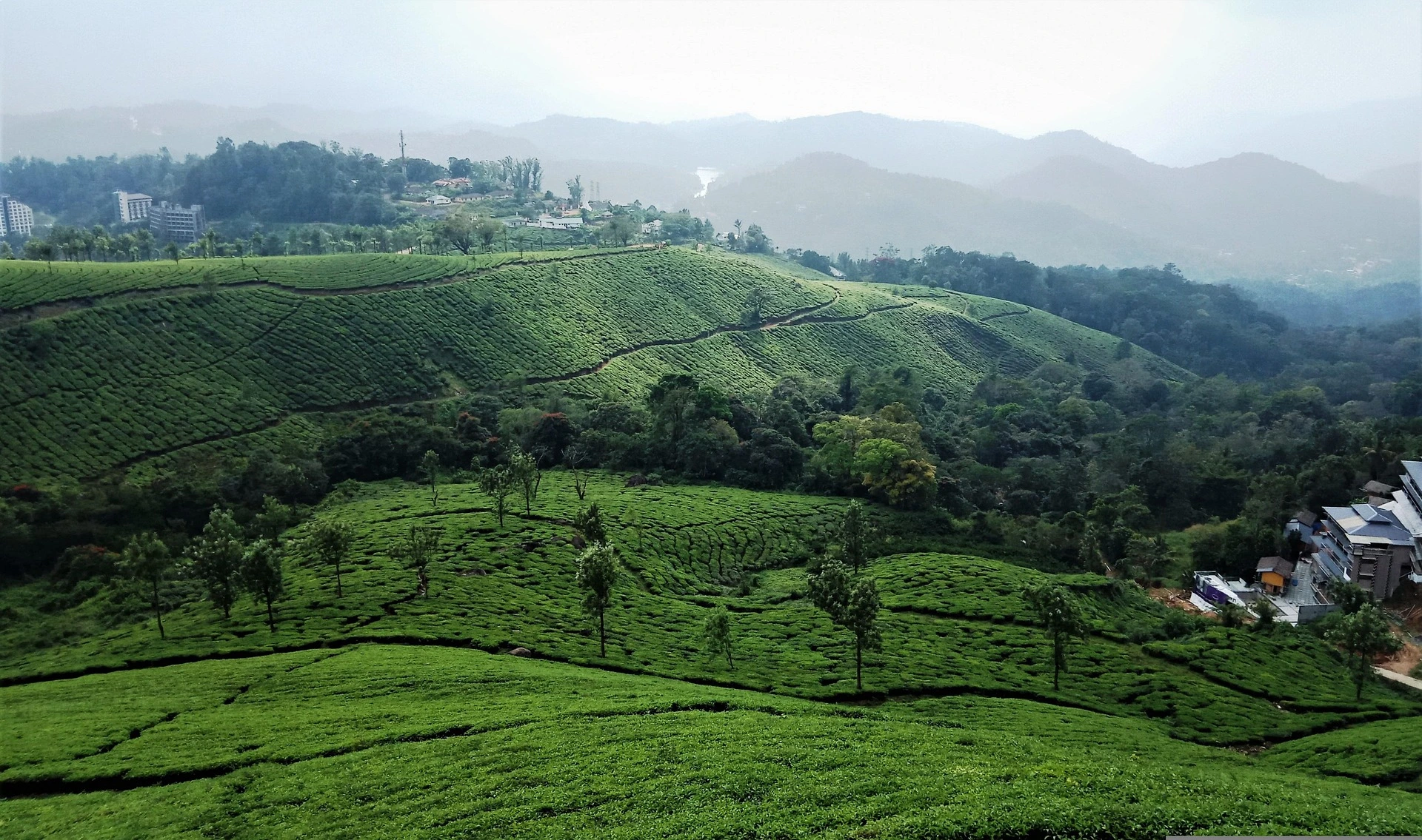 Munnar tea garden